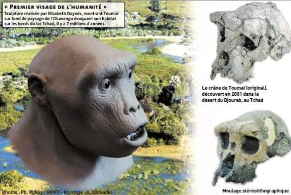 Préhistoire - hominidés - Toumaï -