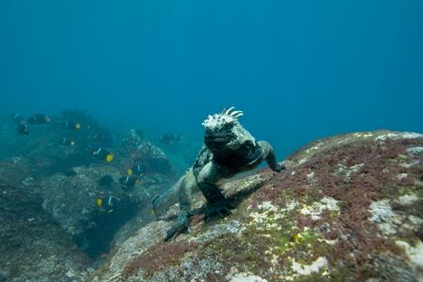 01-Marine-iguana-277-PK-0570.jpg