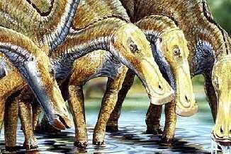 Les dinosaures - Anatotitan -