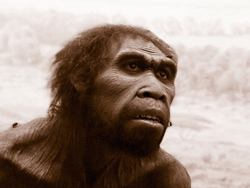 Préhistoire - hominidés - homo - ergaster -