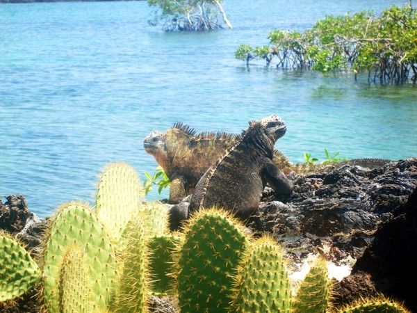 Patrimoine mondial - Les Iles Galapagos -