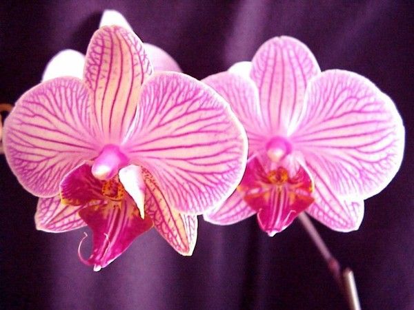 Orchidées - Généralités -