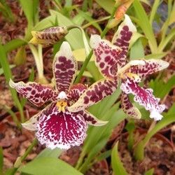 Orchidées - Cambria -