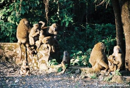 Mammifères - Les babouins