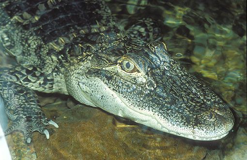 Animaux - Crocodiliens - Alligator du Mississippi -