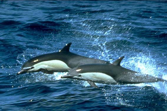 2-dauphins-communs-hors-de-eau4.jpg