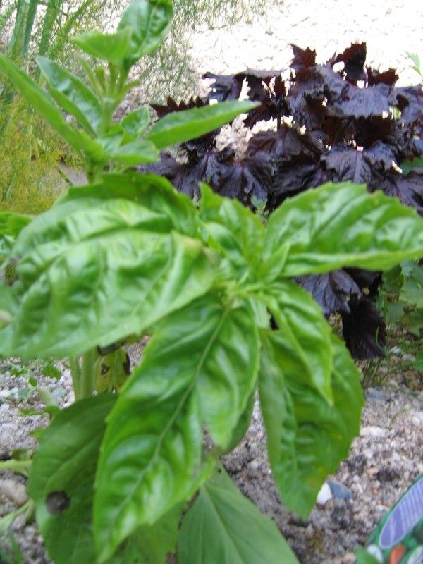 Plantes et herbes aromatiques - Le basilic  - 
