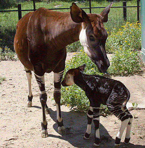 Mammifères - L'Okapi - 