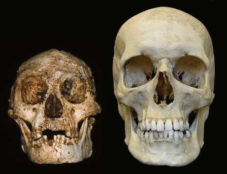 Préhistoire - hominidés - homo - floresiensis  -