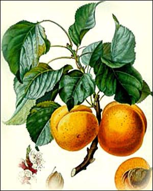 Les fruits - Abricot -
