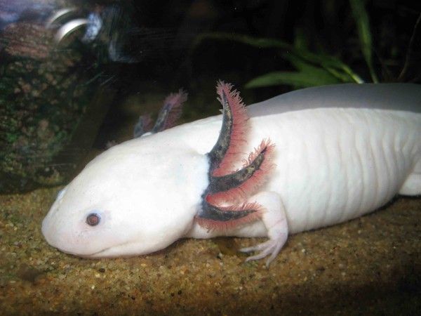 Animaux - Batraciens - L'Axolotl - 