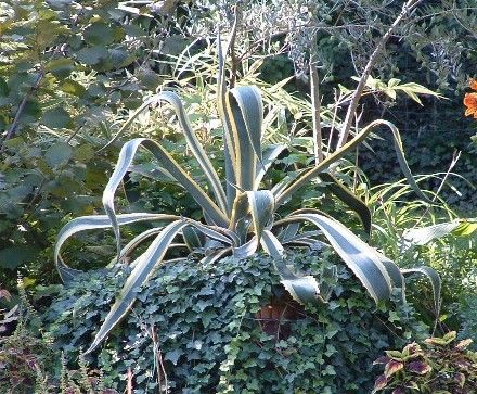 Cactées et plantes succulentes - L'Agave -