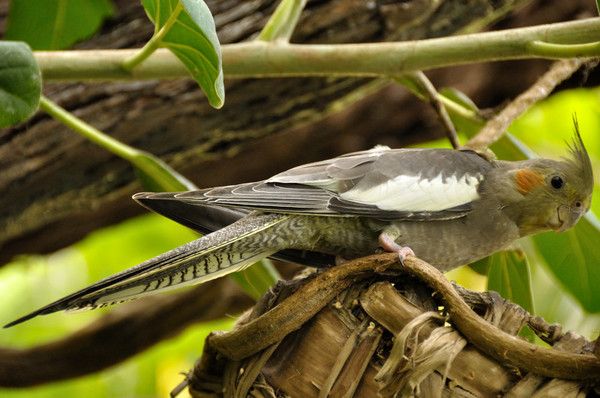 Animaux - Oiseaux - Calopsitte -