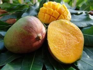 Les fruits - Mangue -