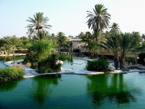 Parcs, réserves..Parc Djerba Explore-Ferme aux crocodiles