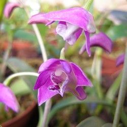 Orchidées - Dendrobium kingianum -
