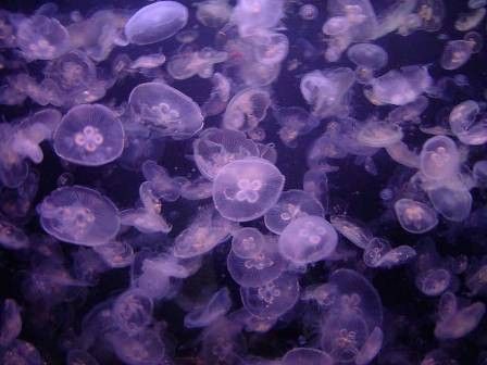 Monde marin - Les méduses - Milieu naturel -