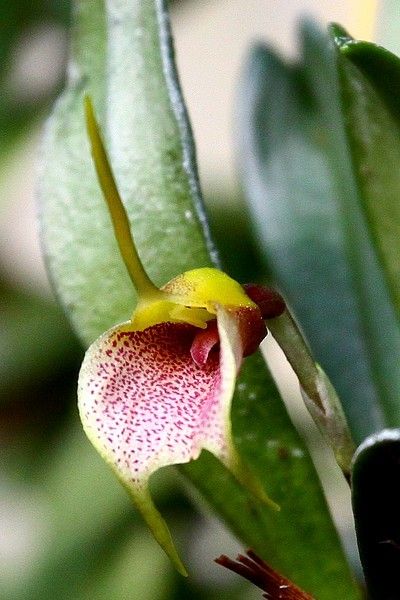 Orchidées - Masdevallia floribunda