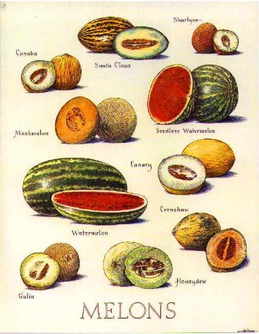 Les fruits - Melon -