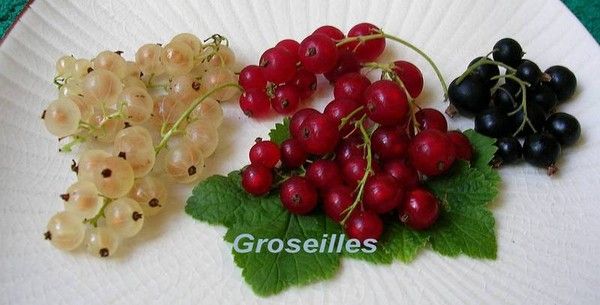 Les fruits - La Groseille -