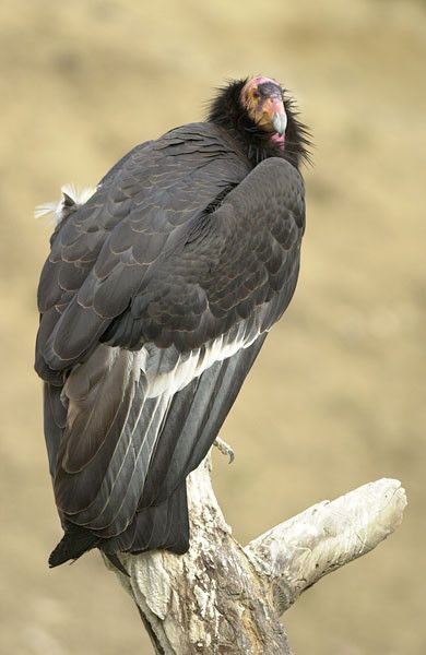 Animaux -Oiseaux - Le condor de californie -