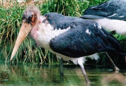 Animaux - Oiseaux - Le Marabout d'Afrique -