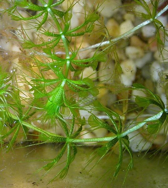 Les plantes carnivores - Aldrovanda vesiculosa