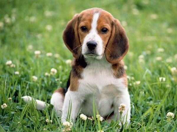 animaux de compagnie  - chiens - le Beagle  -