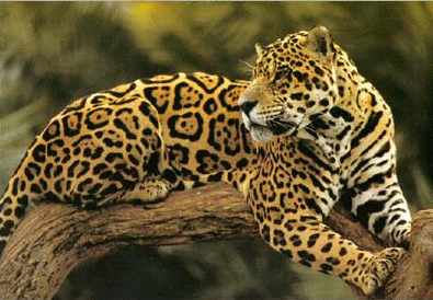 Animaux - Félins - Le Jaguar - 