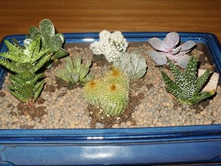Cactées et plantes succulentes -Les cactus chez vous