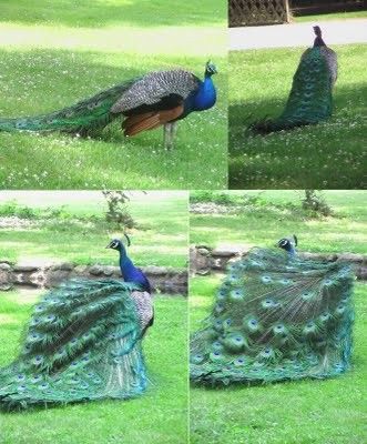 Animaux - Oiseaux - Le paon bleu - 