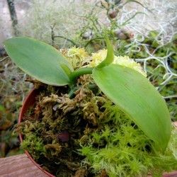 Orchidées - Vanilla planifolia -