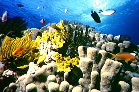 Patrimoine mondial - Grande barrière de corail