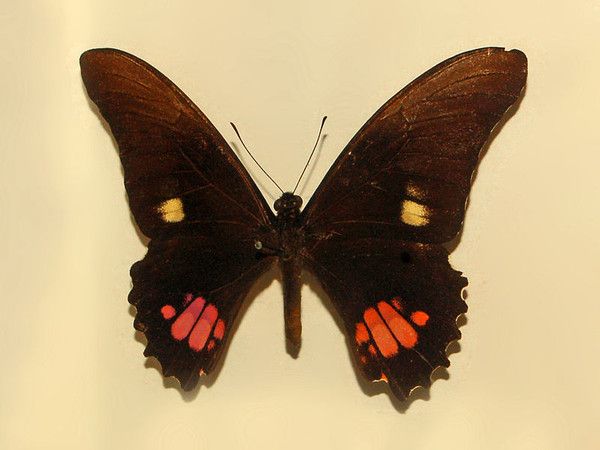 Animaux - Insectes - Papillon - Papilio anchisiades - 