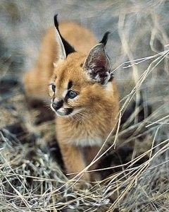 Animaux - Félins - Le Caracal -