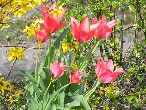 7_tulipes-forsyth.jpg