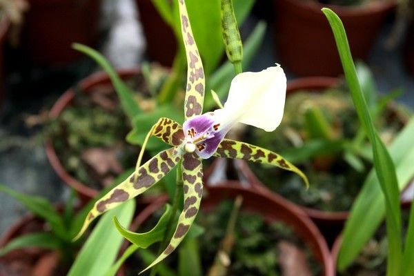 Orchidées - Brassia rex -