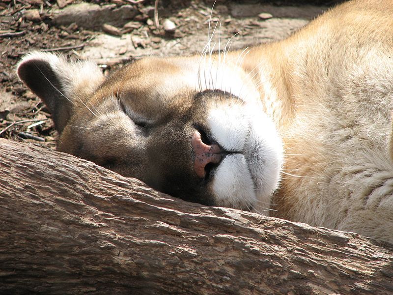 800px-Puma_Sleeping.jpg
