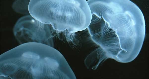 Monde marin - Les méduses - généralités -