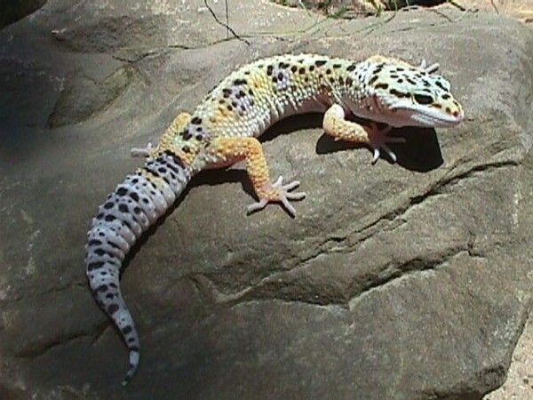 Animaux - Lézards - Le Gecko -