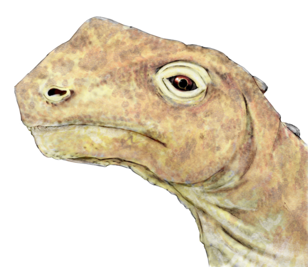 Les dinosaures - L'Abrosaurus -