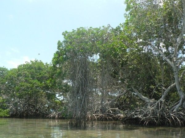 Ecosystèmes - La mangrove - 