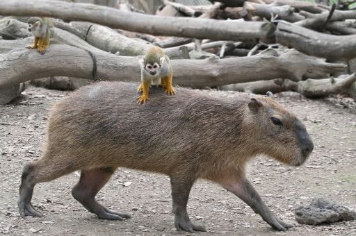 Mammifères - Le Capybara - 