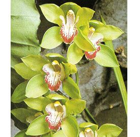 Orchidées - Cymbidum Pearlbel - 
