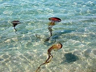 Monde marin- Les méduses - Autres méduses -