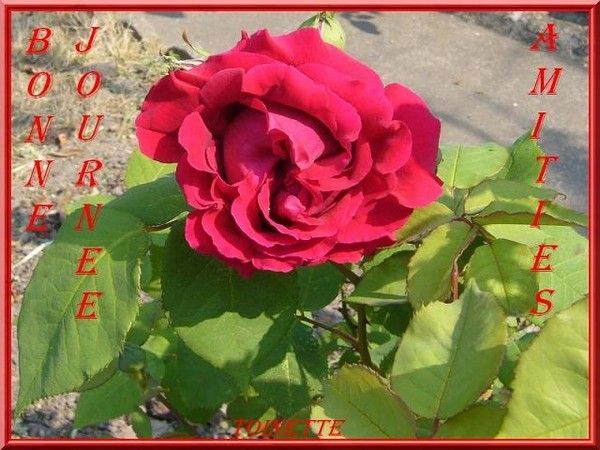 Une bien jolie Rose... Cadeau de Toinette...
