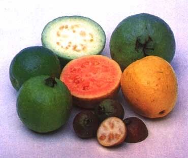 Les fruits - La Goyave -