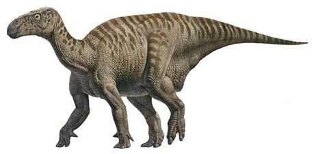 Les dinosaures - L'Iguanodon -
