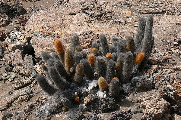 Brachycereus_nesioticus--lava-cactus--ph-Haplochromis.jpg
