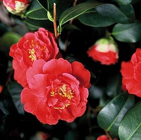 Camellia-japonica.jpg